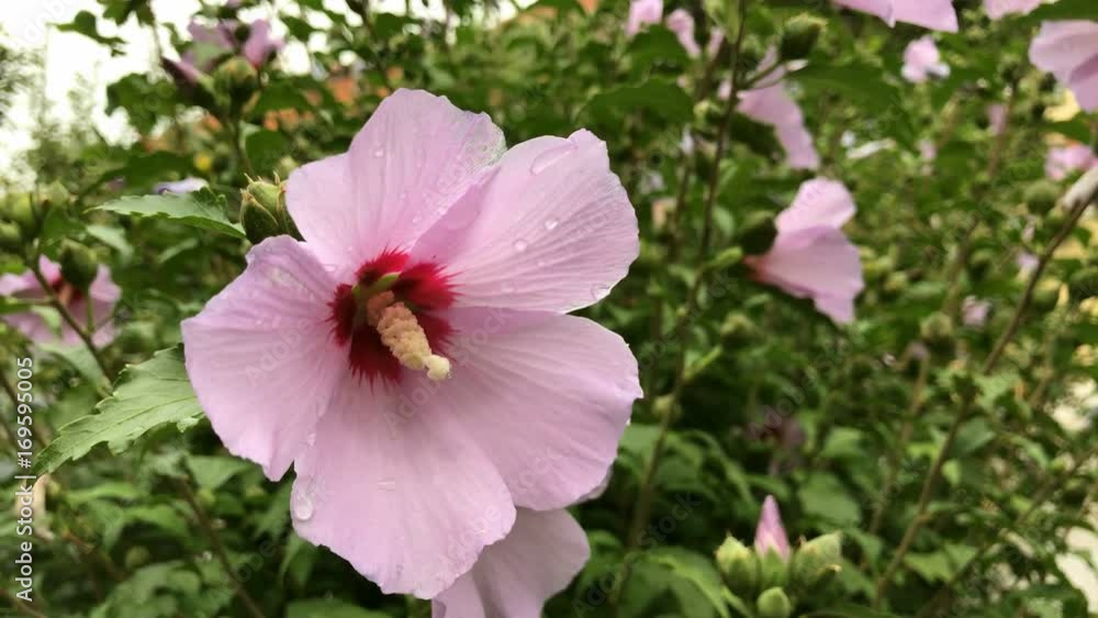Close-up of beautiful hibiscus syriacus flowers Close-up of beautiful hibiscus syriacus flowers