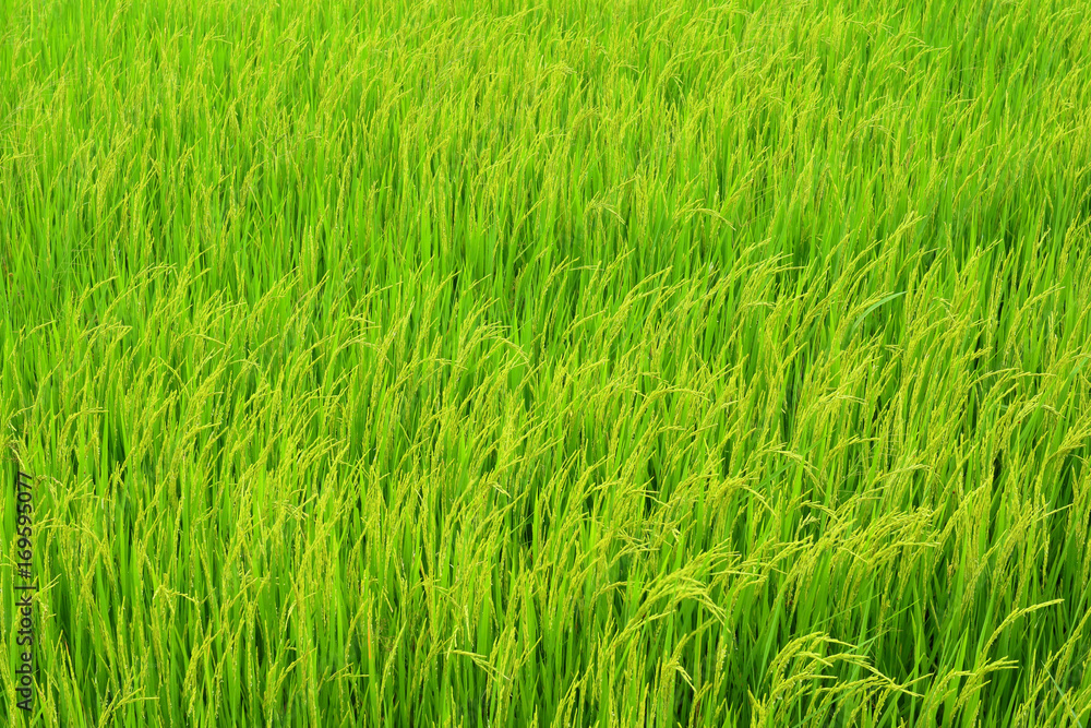Green rice field. Green rice field.