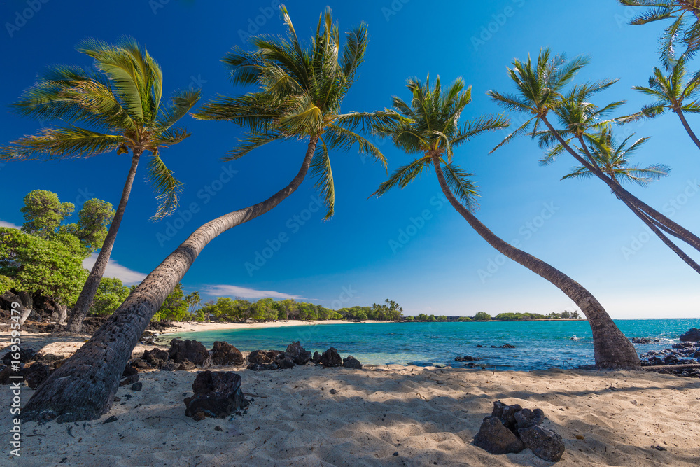 Obraz premium Group of Coconut Palm Trees at a Sandy Beach, Big Island, Hawaii