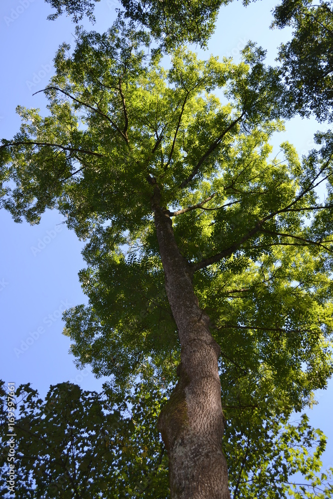 Fototapeta premium Baum