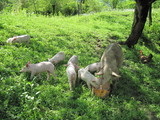 Mom pig with piglets