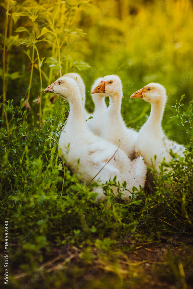 Five young goose together sit in the grass Five young goose together sit in the grass