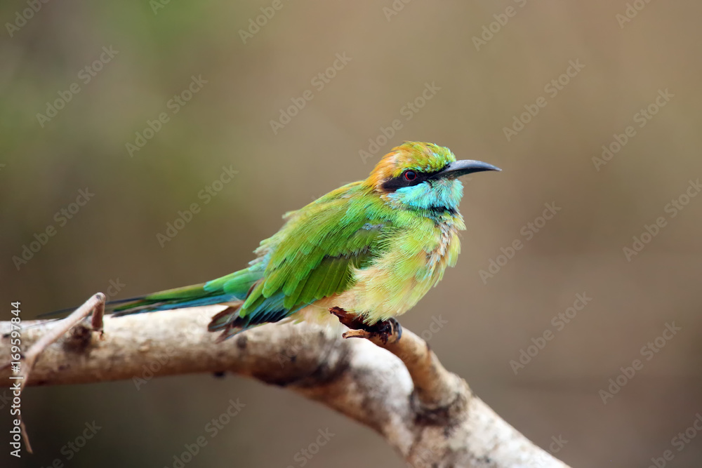 custom made wallpaper toronto digitalThe green bee-eater (Merops orientalis) (sometimes little green bee-eater) sitting on the branch with brown background