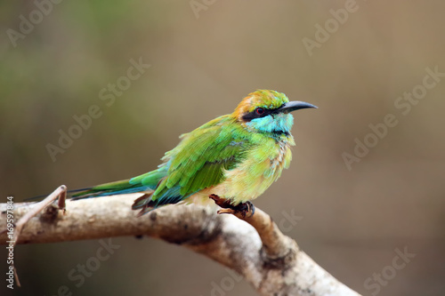 The green bee-eater (Merops orientalis) (sometimes little green bee-eater) sitting on the branch with brown background