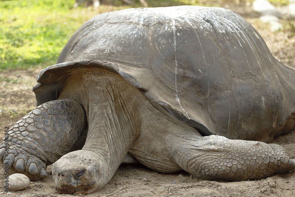 Tortuga de galapagos (Complejo Chelonoidis nigra) Stock Photo | Adobe Stock