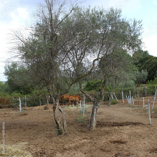 Maneggio tra gli ulivi photo