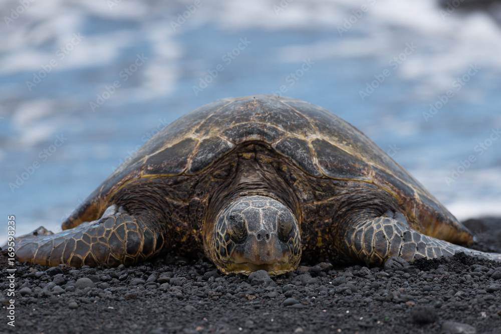 Green Turtle resting at a Beach with Black Sand, Big Island, Hawaii