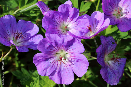 Fototapeta Naklejka Na Ścianę i Meble -  Geranium himalayense is a broad-growing geranium with beautiful blue- purple flowers