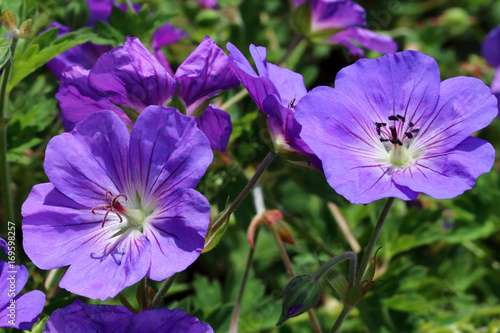 Geranium himalayense is a winter hardy plant and is from China