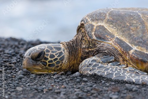 Green Turtle resting at a Beach with Black Sand, Big Island, Hawaii