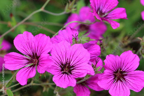 Fototapeta Naklejka Na Ścianę i Meble -  Geranium psilostemon are well suited as soil coverers