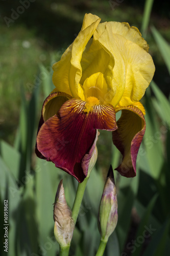 Fototapeta Naklejka Na Ścianę i Meble -  Iris