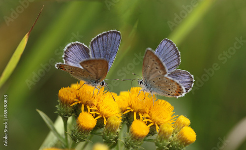 Two moth on yellow flowers... © chermit
