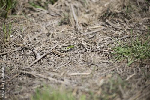 Wallpaper Mural Eastern Pondhawk Dragonfly Torontodigital.ca