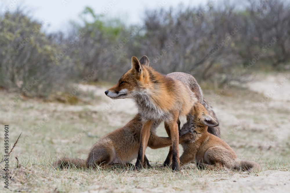 Fototapeta premium Fox with cubs