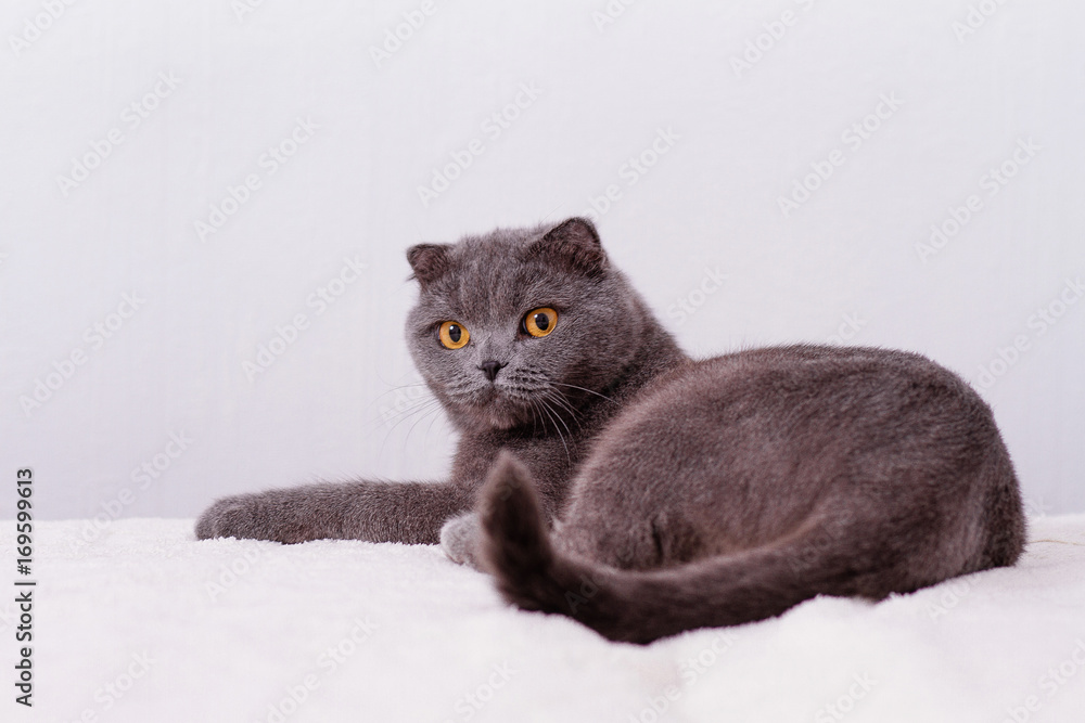 Gray thoroughbred thoroughbred Scottish lop-eared cat