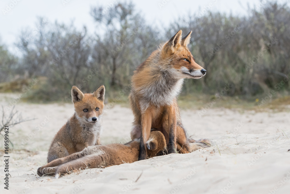 Obraz premium Fox with cubs