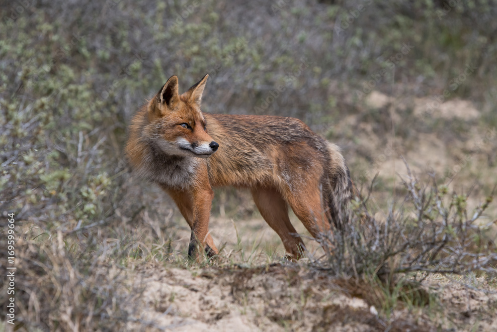 Fox Fox