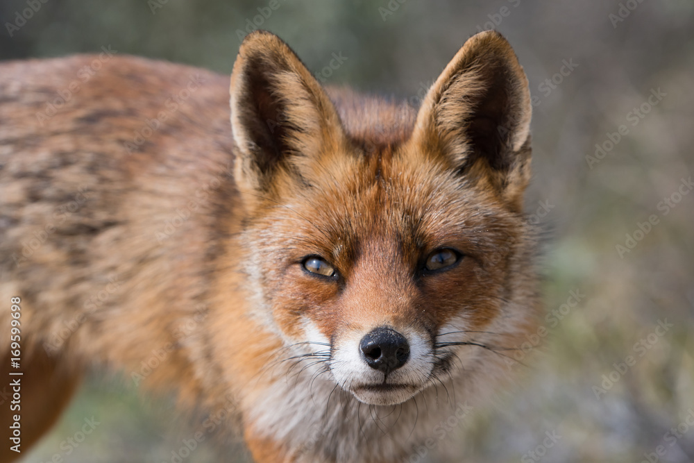 Fox Fox