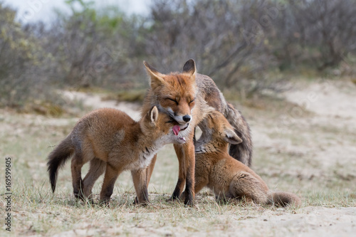 Fox with cubs