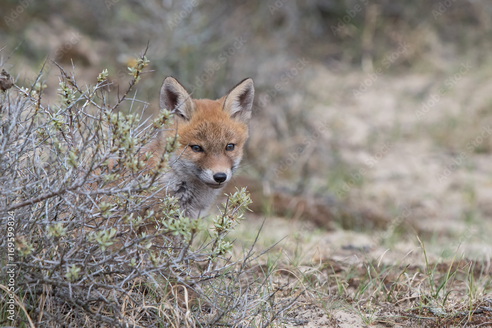 Obraz premium Fox cub
