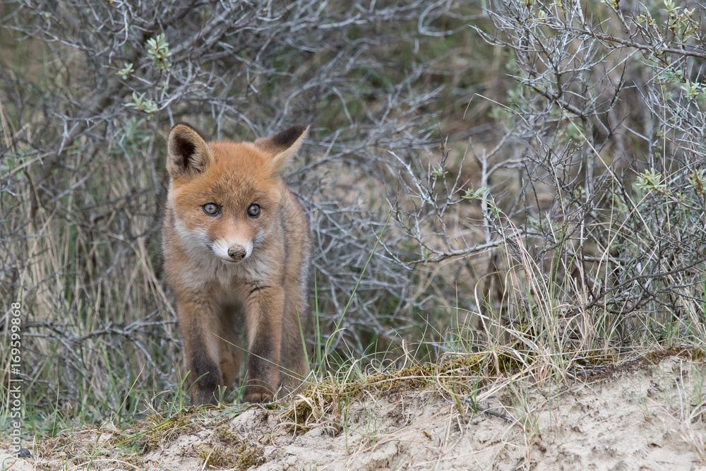 Obraz premium Fox Cub