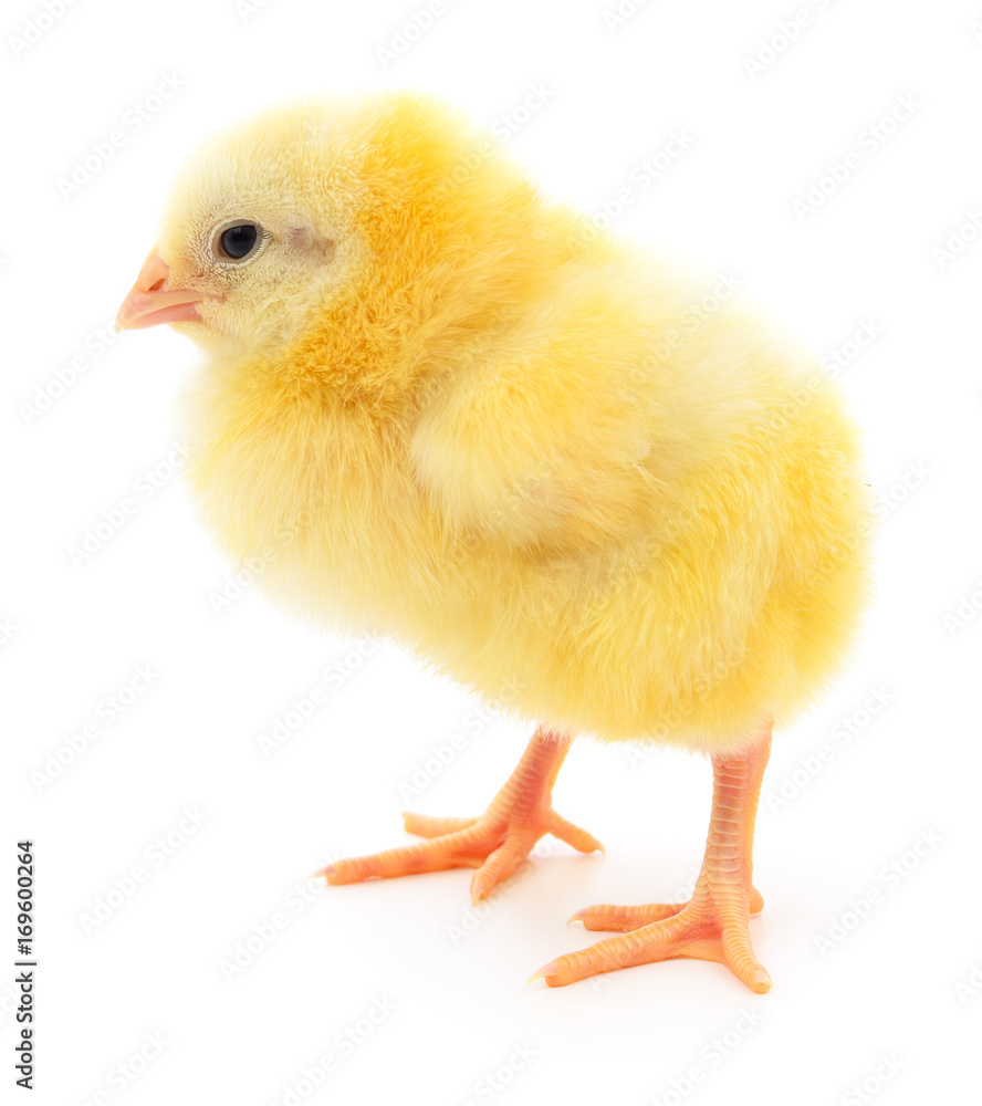 Small yellow chicken