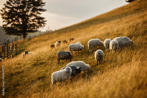 Obraz na płótnie Flock of sheep at sunset