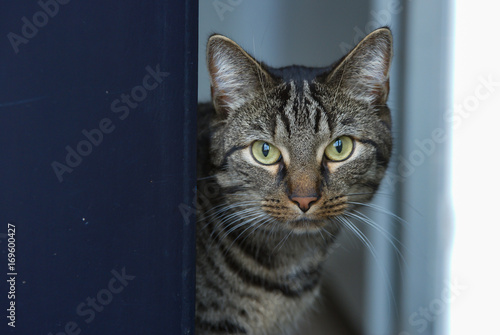 Photography Cat at the door