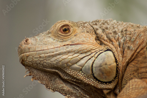 Iguana