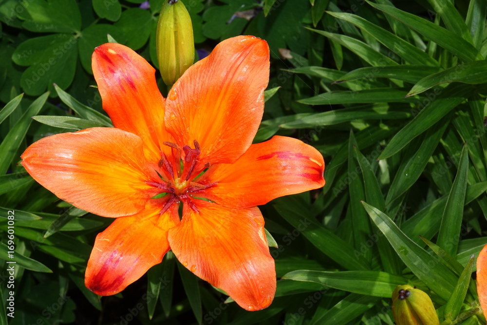 Garden flowers.A beautiful bouquet of garden festive flowers. Garden flowers.A beautiful bouquet of garden festive flowers.