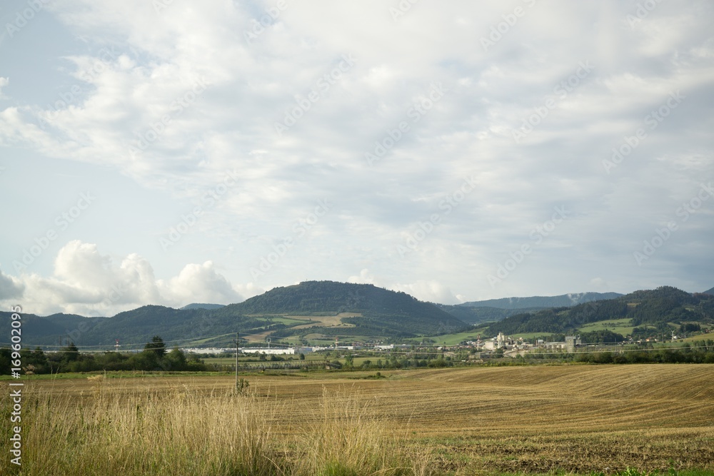 Fototapeta premium Wheat field