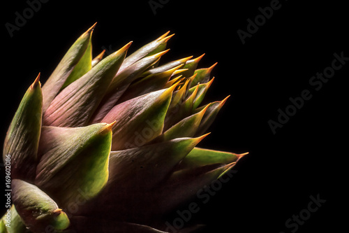 Artichoke with thorns photo