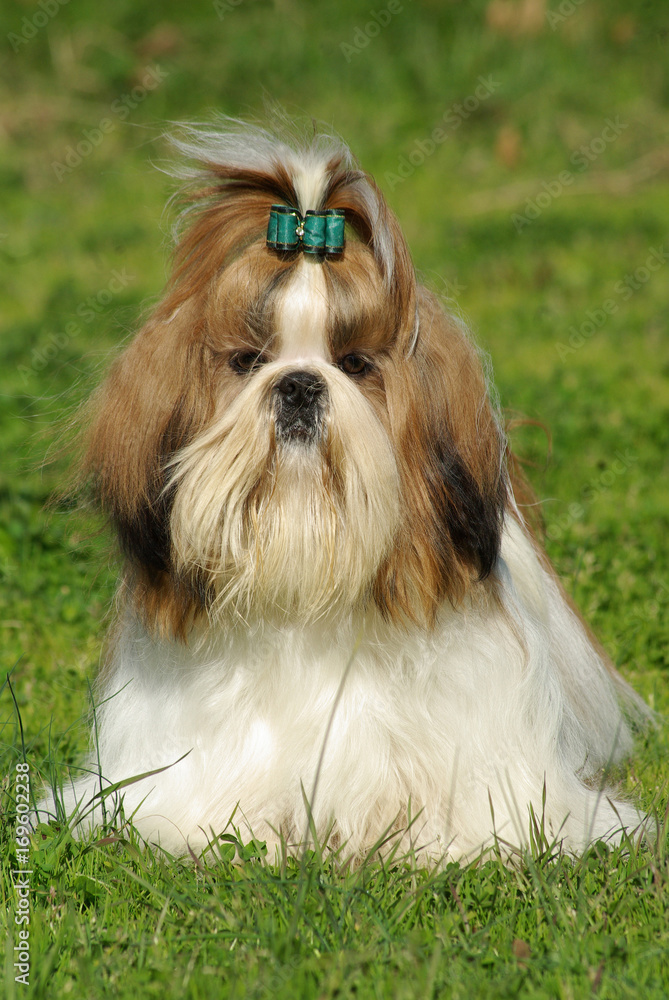 Shih Tzu Dog Shih Tzu Dog