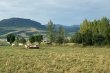 Cows on the farm. Slovakia