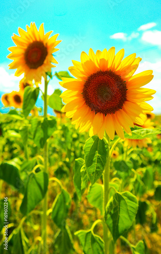Sunflower field  backdrop. Landscape with sunflower blossom  blue sky on the background.