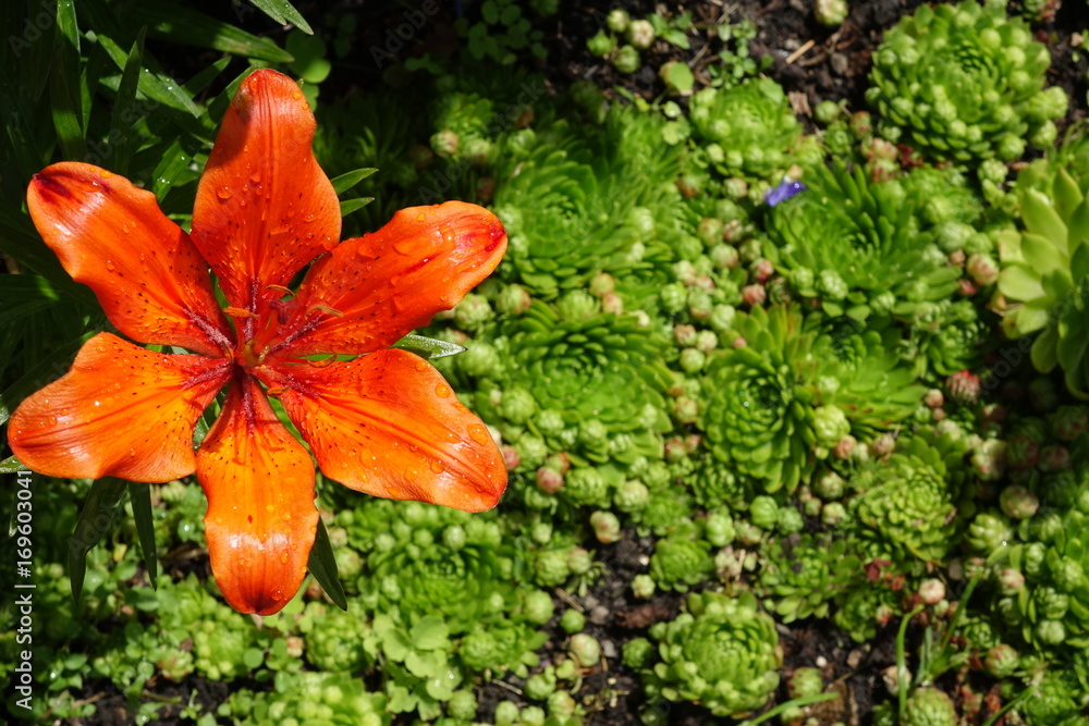 Garden flowers.A beautiful bouquet of garden festive flowers. Garden flowers.A beautiful bouquet of garden festive flowers.