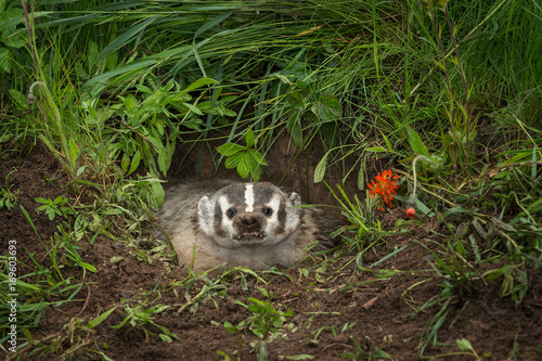 North American Badger (Taxidea taxus) Snarls Out of Den photo