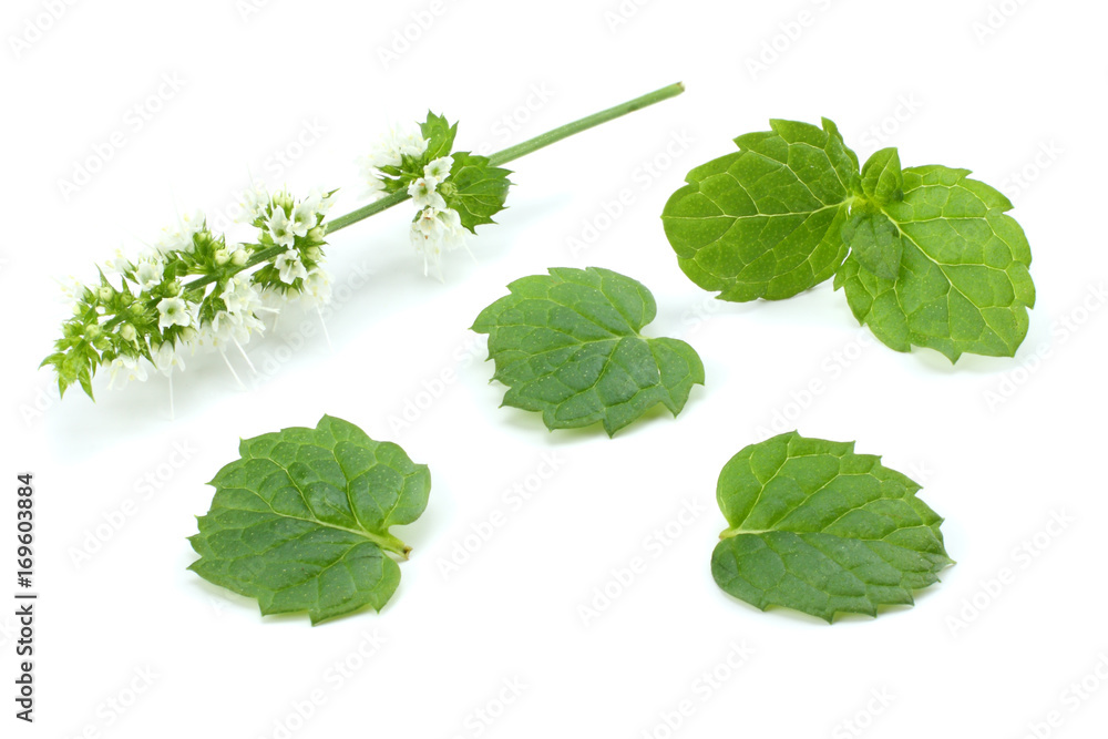 Mint leaf green plants isolated on white background, peppermint aromatic properties of strong teeth Mint leaf green plants isolated on white background, peppermint aromatic properties of strong teeth