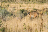 Coyote hiding behind bushes in the grasslands near the Great Salt Lake in Utah on Antelope Island