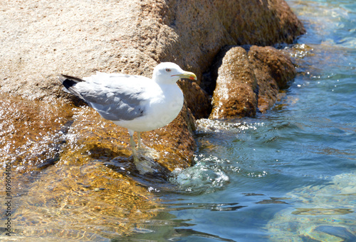 Bellissimo gabbiano sugli scogli del mare della Sardegna