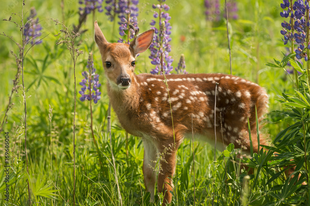 Obraz premium White-Tailed Deer Fawn (Odocoileus virginianus) Looks Out One Ear Back
