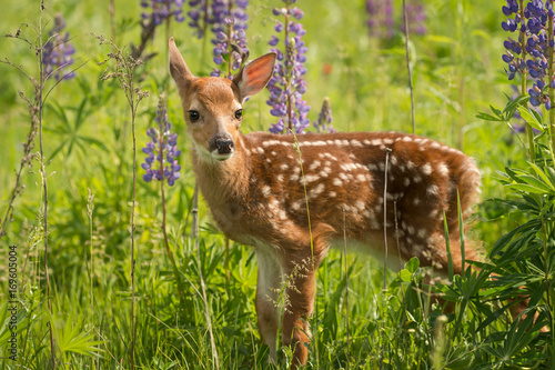 White-Tailed Deer Fawn (Odocoileus virginianus) Looks Out One Ear Back