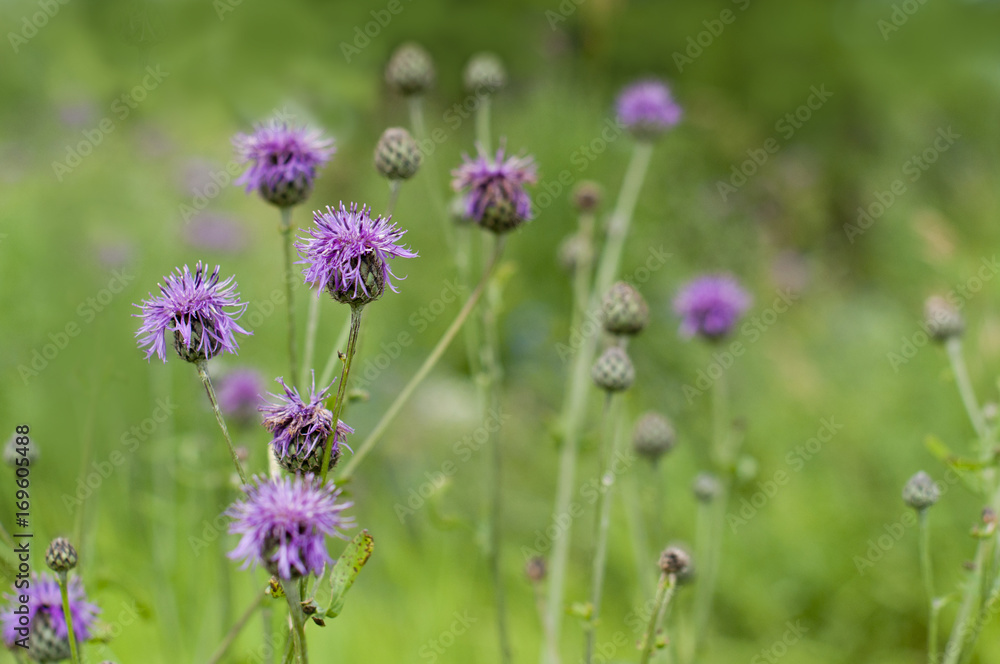 background of meadow flowers, green plants, banner for the site, concept of ecology background of meadow flowers, green plants, banner for the site, concept of ecology