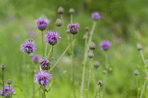 background of meadow flowers, green plants, banner for the site, concept of ecology