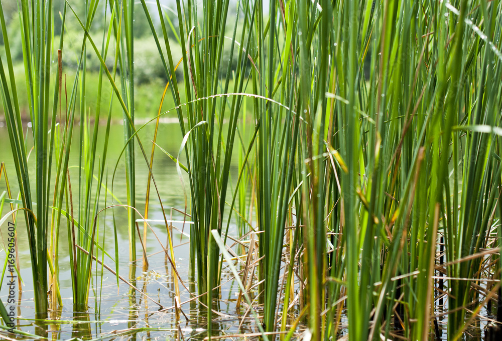 Reed in water, texture of green plants, concept of ecology