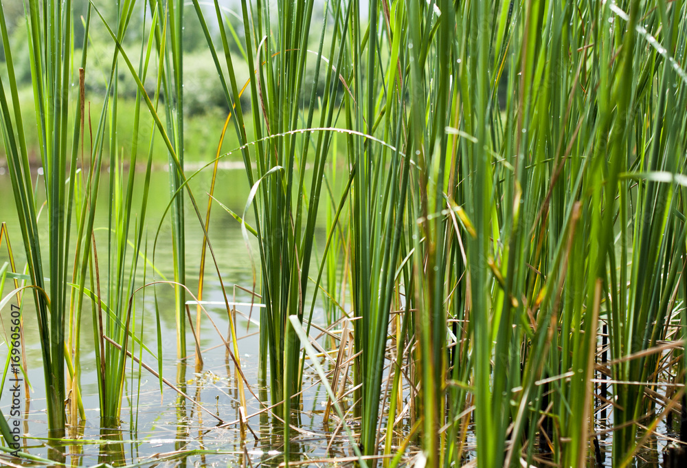 Reed in water, texture of green plants, concept of ecology Reed in water, texture of green plants, concept of ecology