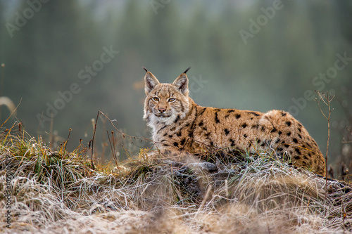 Eurasian lynx, winter, snow