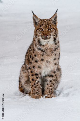 Eurasian lynx  snow  winter