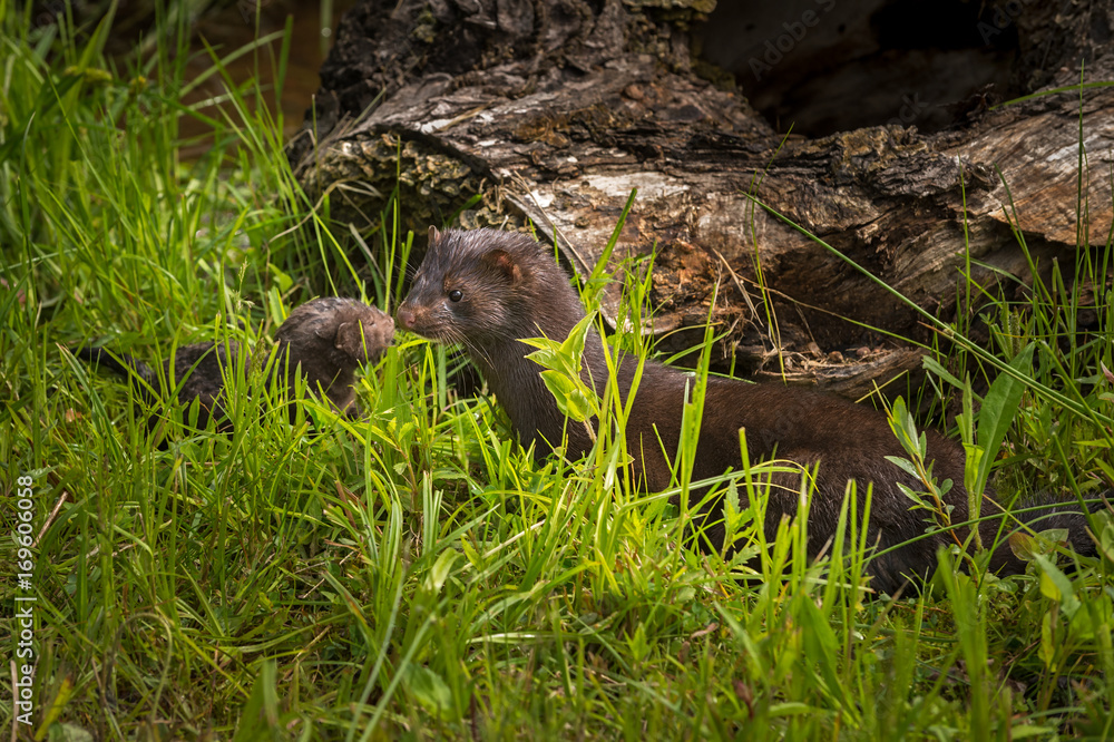 Adult American Mink (Neovison vison) and Kit Adult American Mink (Neovison vison) and Kit